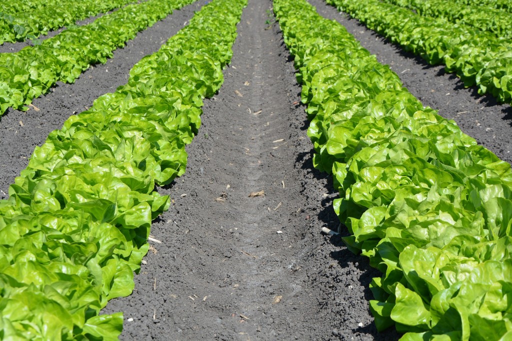 Pre-measured ingredients reduces the amount of food waste that ends up in U.S. landfills.